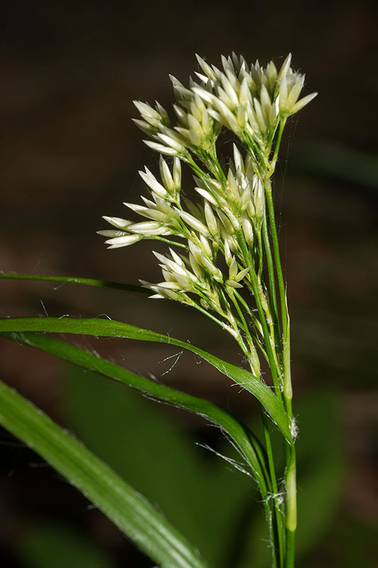 Luzula sp- (Juncaceae)